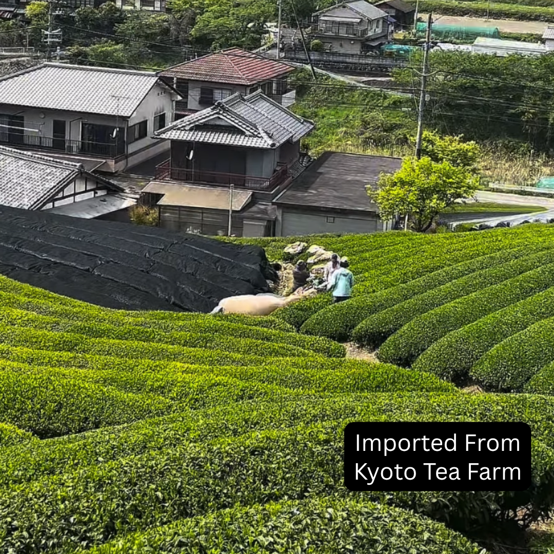 Sencha Green Tea